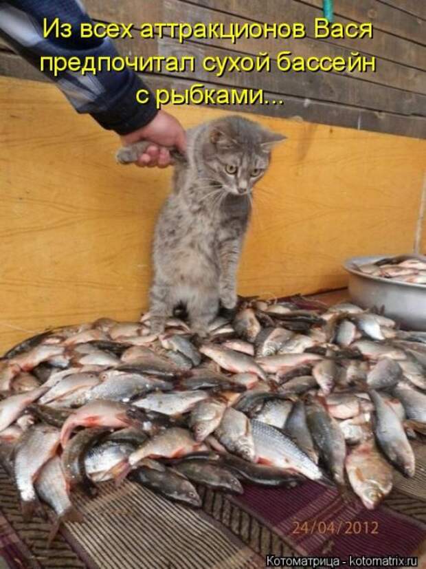 Свежая котоматрица (37 фото)