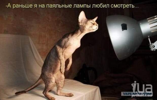 Досмотрелся - полинял))) - загар, коты, шутка, юмор