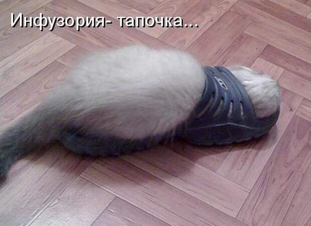 Кото матрица 7