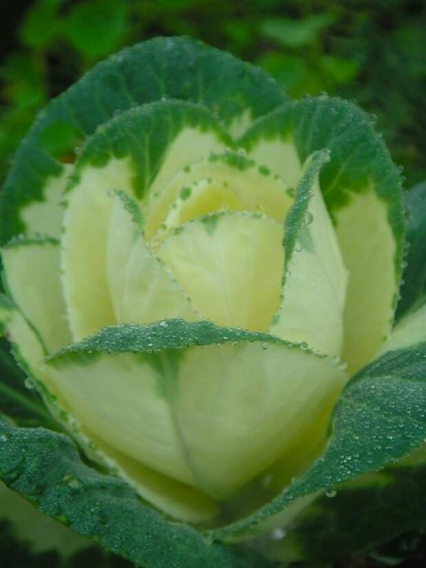 0_a469_5fff75f6_XL (525x700, 62Kb)