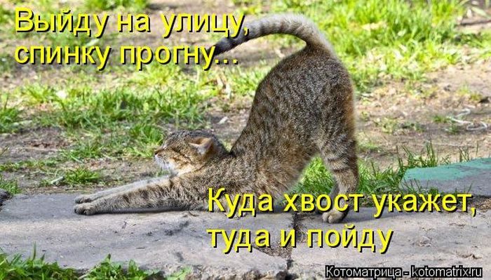 Лучшие котоматрицы недели