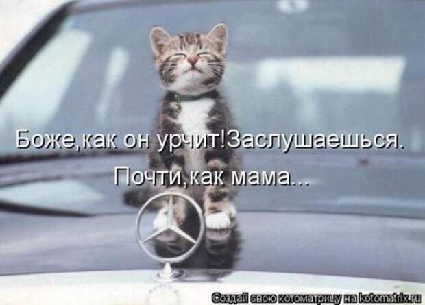 Котоматрица, прикольные коты с надписями.