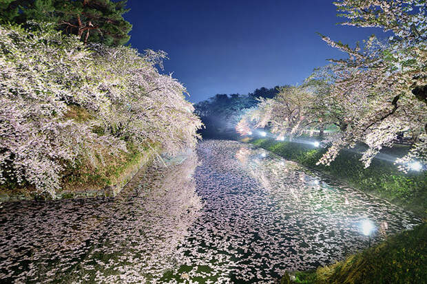 Великолепная серия фотографий цветущего городка Аомори в Японии Аомори, Цветение, сад, япония