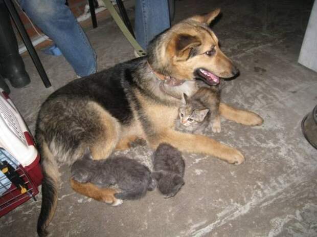 собака выкормила котят, в новосибирске собака кормила котят