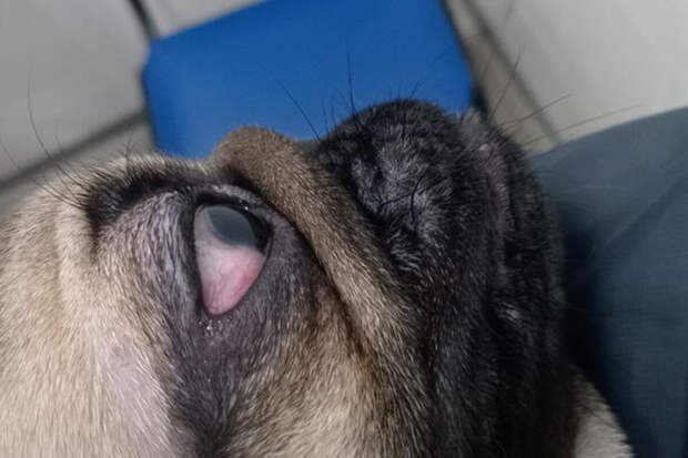 Ветеринары в Москве удалили щенку необычное новообразование на глазном яблоке