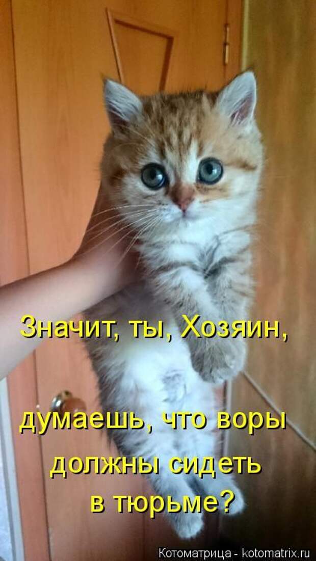 Лучшие котоматрицы недели (50 фото)