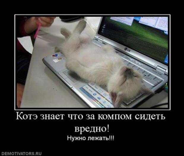 Демотиваторы про котэ, почти как котоматрицы!