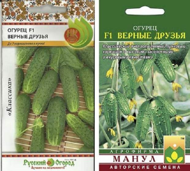 лучшие пучковые огурцы