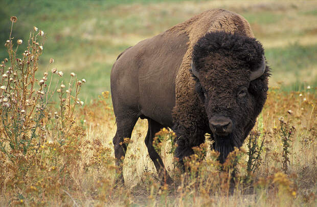 800px-American_bison_k5680-1