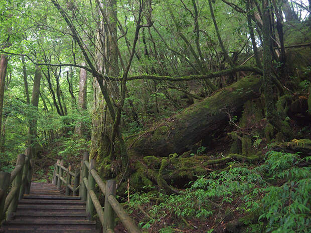 Япония, Якусима, остров, якушима, yakushima, лес, yakusugi land, кедр, мох, поход, зеленый, дерево, тропинка