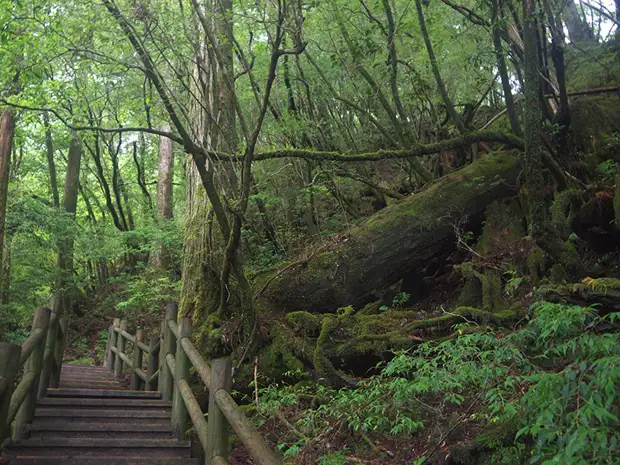 , , , , yakushima, , yakusugi land, , , , , , 
