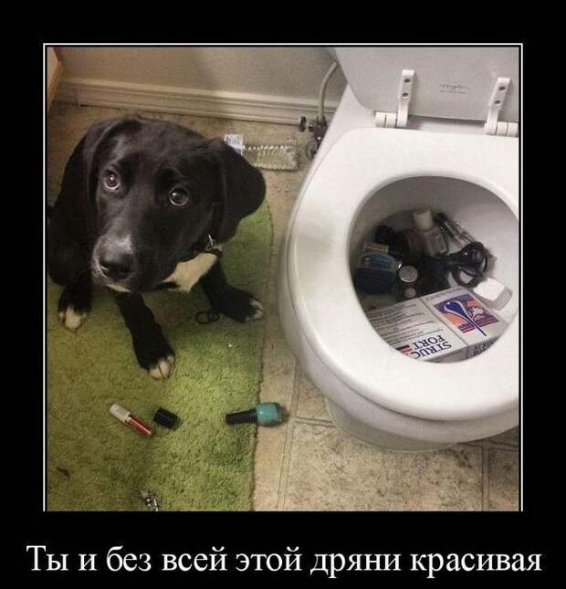 Демотиваторы демотиваторы, прикол, смех, юмор
