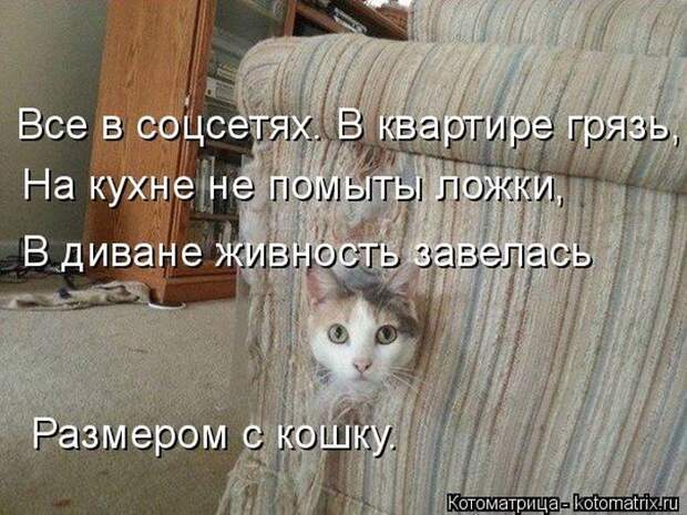 Лучшие котоматрицы недели