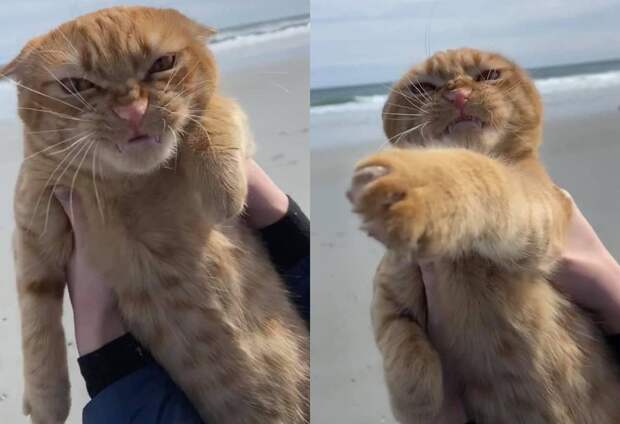 Фото © Facebook / Pumpkin the Cat