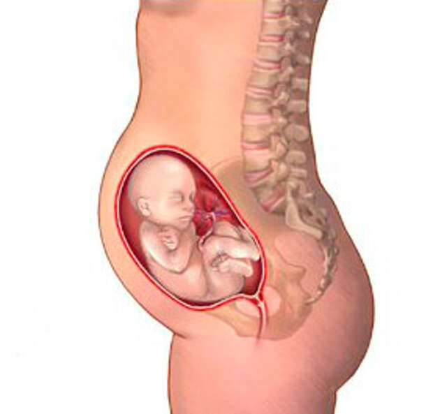 8 9 месяцев беременности. Эмбрион на 23-24 неделе беременности. Расположение ребенка на 6 месяце.