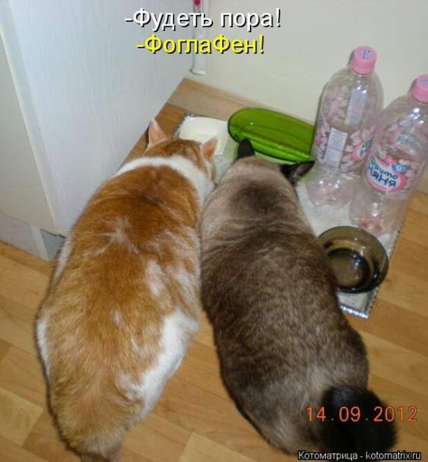 Котоматрица №33