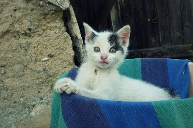 Смешные животные, которых удивили (32 фото)