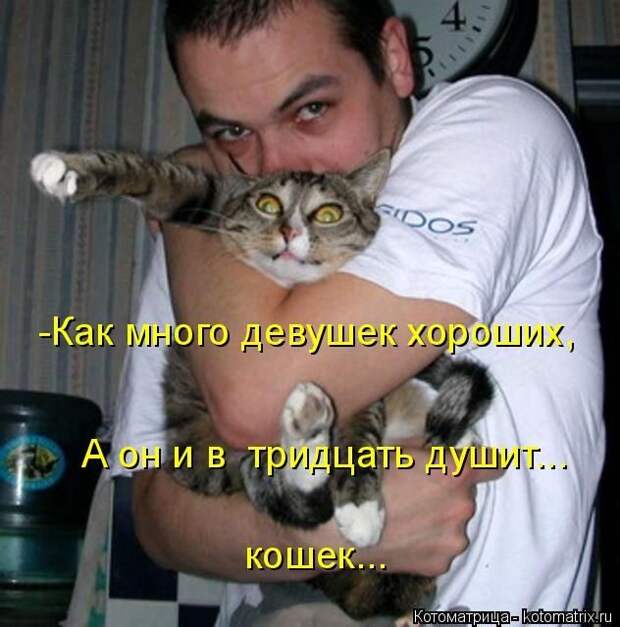 Лучшие котоматрицы недели