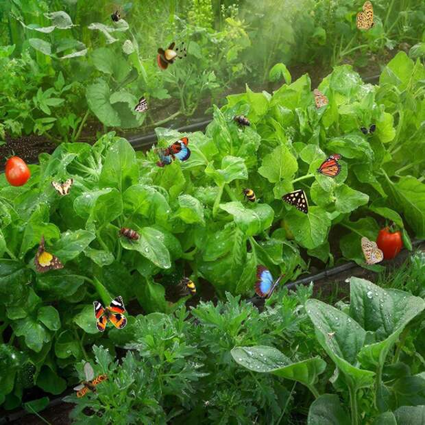 Кто из букашек арендовал вашу дачу до весны и как их выселить