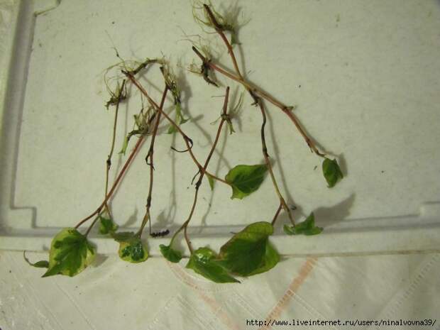 IMG_2838 (640x480, 152Kb)