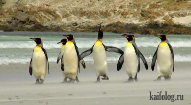 Приколы про пингвинов (30 фото) Приколы про пингвинов (30 фото)