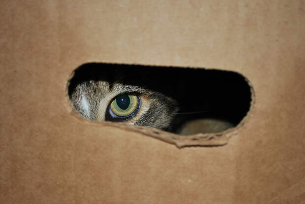 В 1960-х ЦРУ потратило $20 млн на обучение котов в целях шпионажа за русскими. Первый кот-шпион был сбит машиной. (RSPCA WOAW)