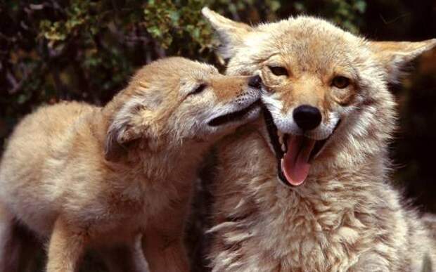 Койот со щенком (Canis latrans), фото дикие собаки фотография