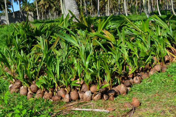 Как делают кокосовое масло