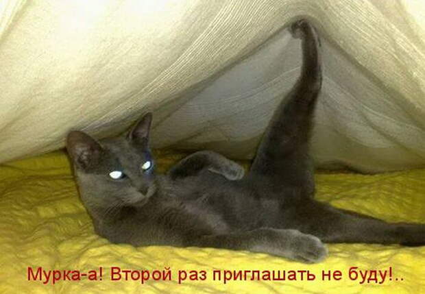 Лучшие котоматрицы недели (50 фото)