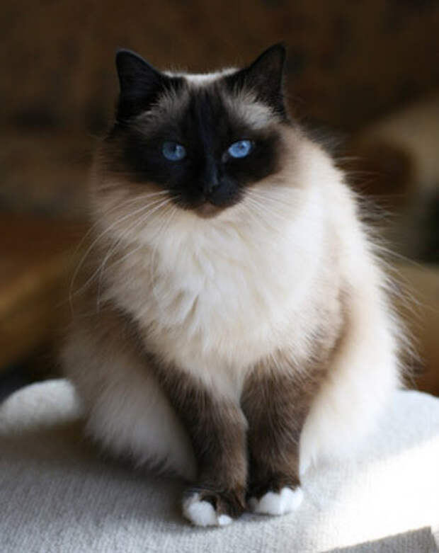 Кот Зюганова Василий влиятельные, живут, коты