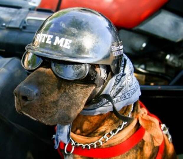 This Man Was at One Of Life’s Crossroads When a Dog, a Motorcycle, & His Passion For Life Showed Him the Way