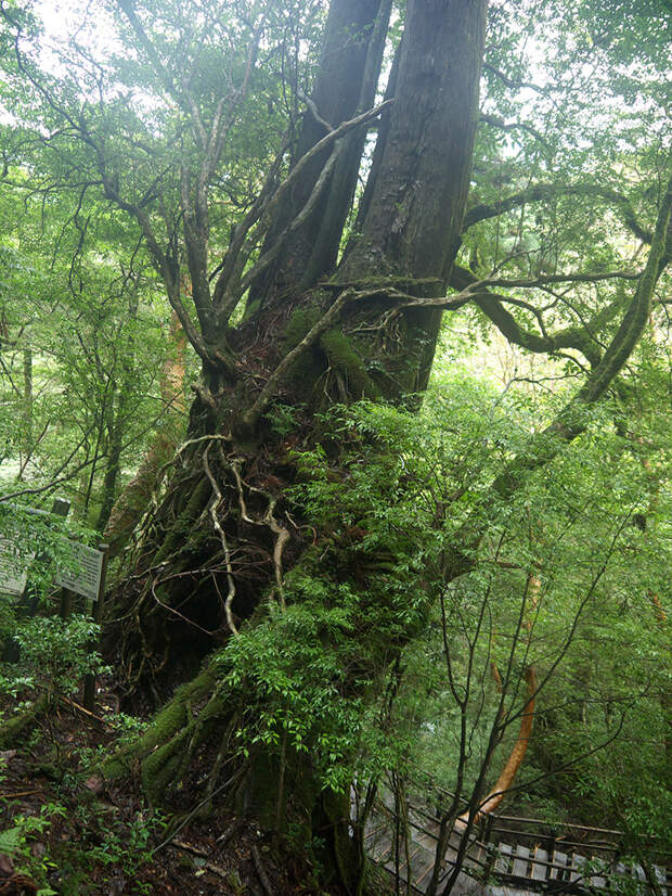 Япония, Якусима, остров, якушима, yakushima, лес, yakusugi land, кедр, мох, поход, зеленый, дерево, Futagosugi