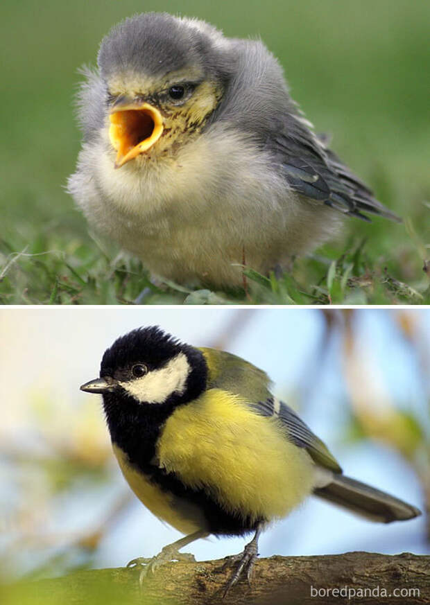 20 птиц, которые, взрослея, меняются до неузнаваемости