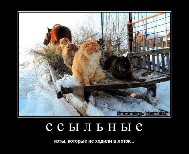 Лучшие котоматрицы недели (50 фото)