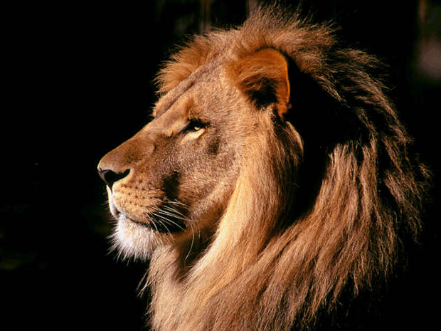 Самые опасные животные Голова льва (Panthera leo) фото картинка хищные животные