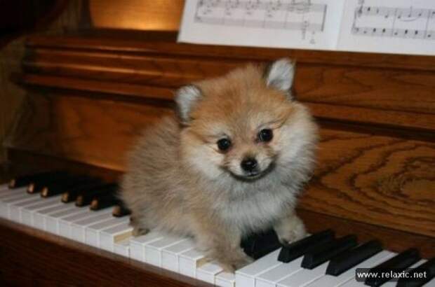 funny_animals_051