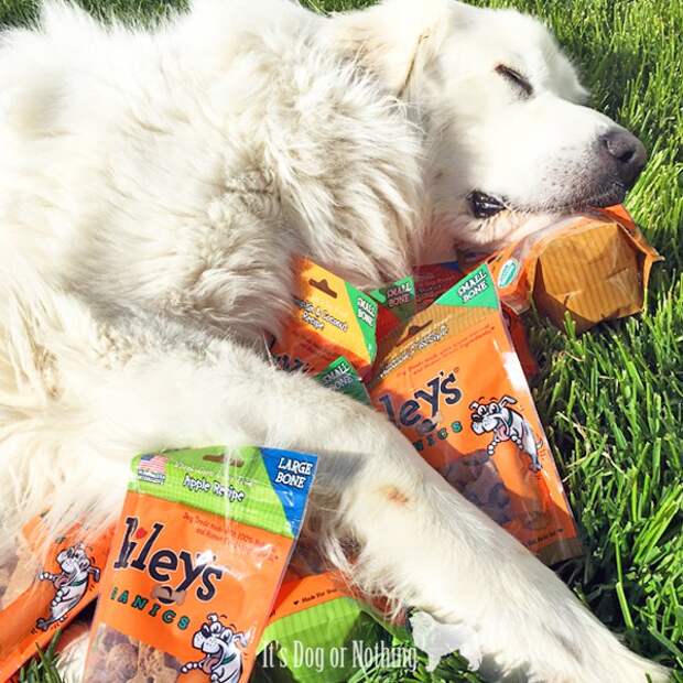 Pet Paw-Looza | Riley's Organics with Great Pyrenees