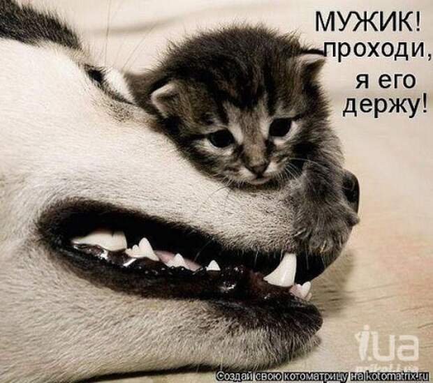 Без них нам было бы скучно! - коте, попугаи, птицы, собаки, юмор