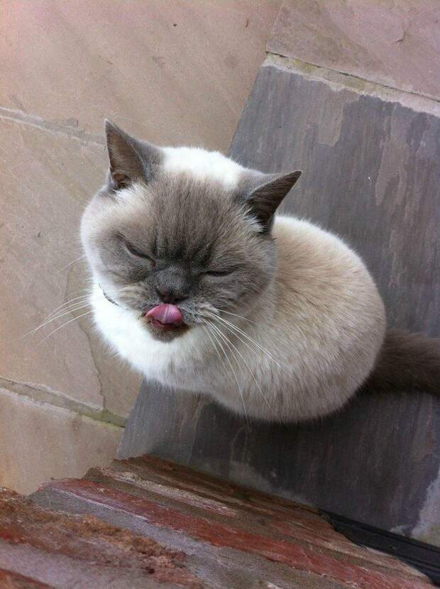 Фотографии котиков, которые растопят ваше сердце