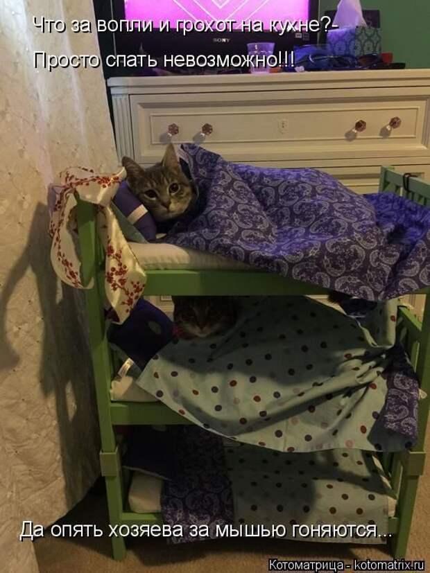 Лучшие котоматрицы недели