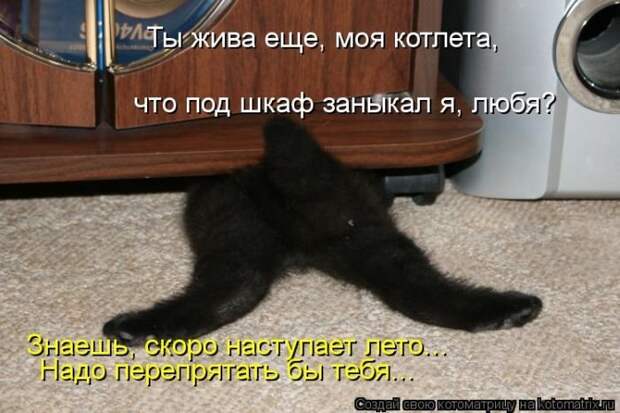 Новые котоматрицы за неделю