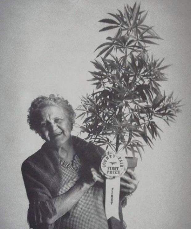 Счастливая бабушка с лучшей марихуаной в округе, 1973 год, Калифорния история, люди, мир, фото