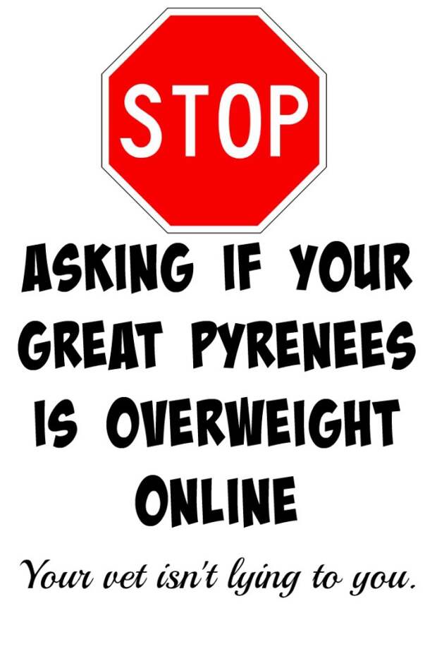 I know you mean well when asking if your Great Pyrenees is overweight online, but it's really worthless. Click through to see why.