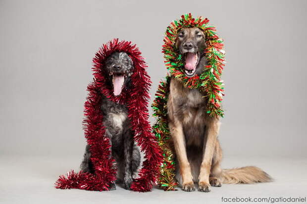 Новогодние собачки в фотографиях Oszkár Dániel Gáti
