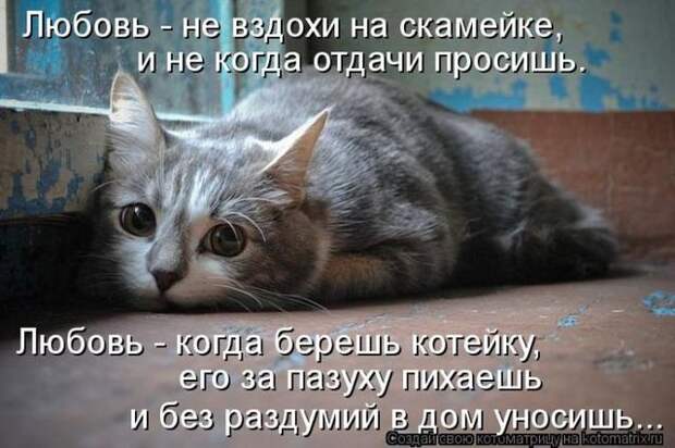 фотографий животных с подписями (50 фото)