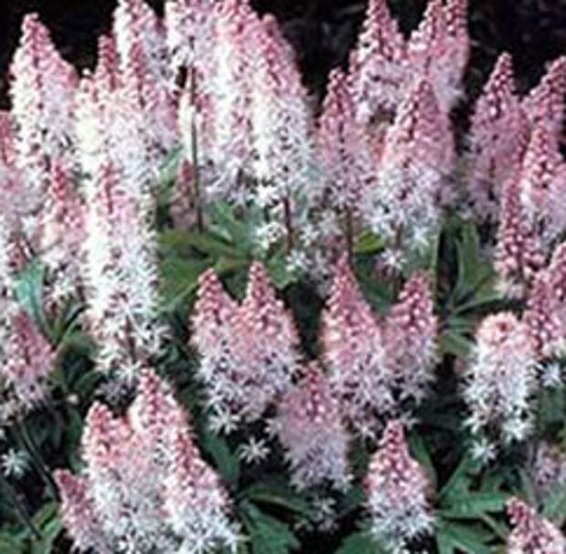 Тиарелла (Tiarella - Pink Skyrocket)