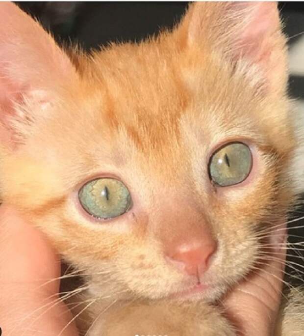 Рыжий котенок
