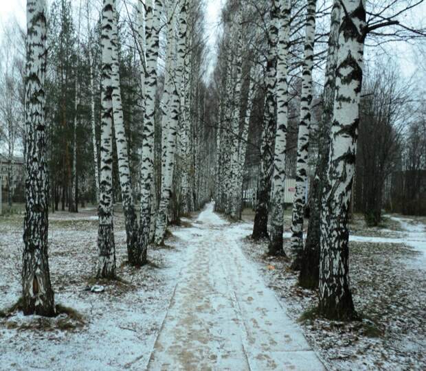 В берёзовой роще.Она в любое время года хороша!