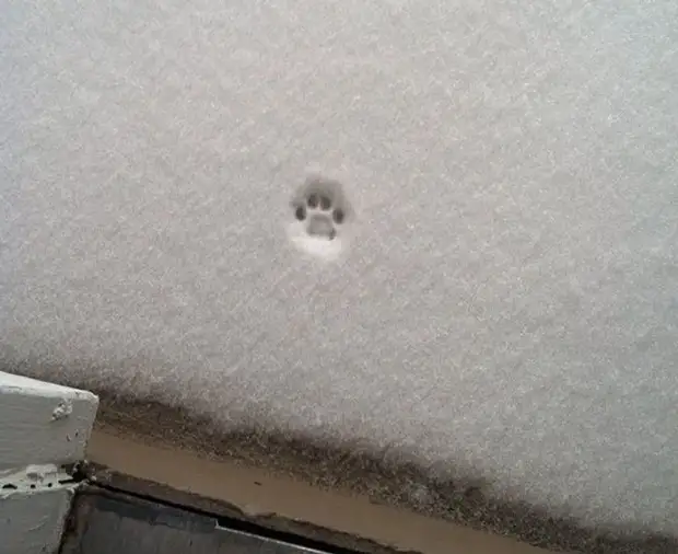 Фото №18 - Первый снег: кошки vs собаки (много уморительных фото)