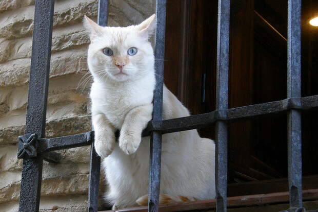 Коты- преступники животные, юмор